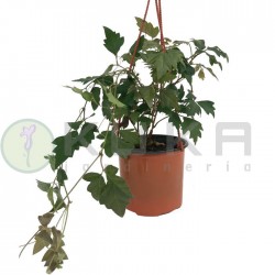 Rhoicissus ellen danica