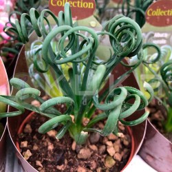 Albuca spiralis