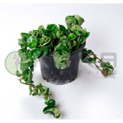 Hoya carnosa compacta