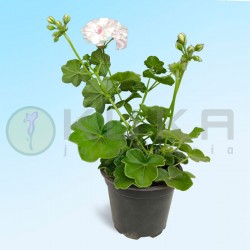 Murciana flor simple
