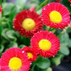 Bellis perennis