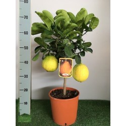 Citrus lipo