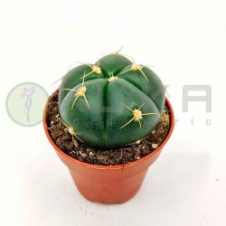 Gymnocalycium horstii