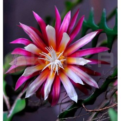 Selenicereus anthonyanus