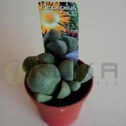Pleiospilos