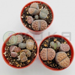 Lithops