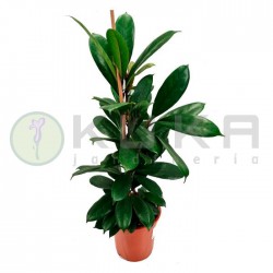 Ficus cyathistipula