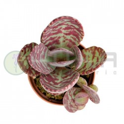 Kalanchoe blosshumilis zebra