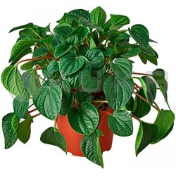 Peperomia albiflora rana verde