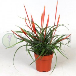 Tillandsia flabellata