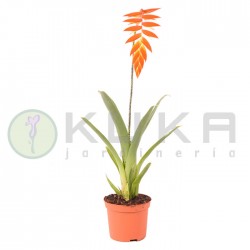 Tillandsia dyeriana