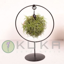 Montaje Tillandsia seding cube