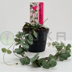 Ceropegia woodii