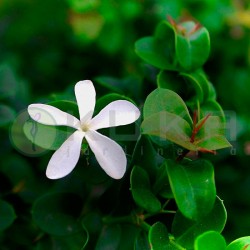 Carissa macrocarpa desert star