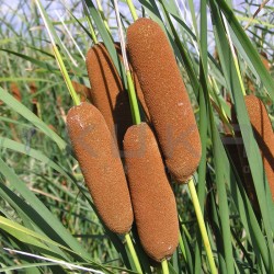 Typha laxmannii