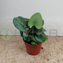 Hemionitis arifolia
