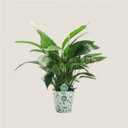 Spathiphyllum bingo cupido