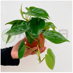 Philodendro scandens
