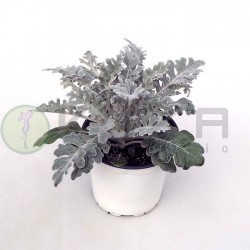 Cineraria maritima