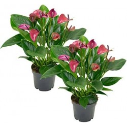 Anthurium andreanum karma...