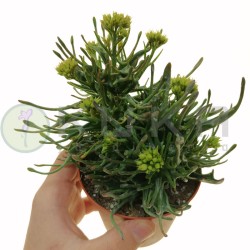 Kalanchoe katapifa tarantula
