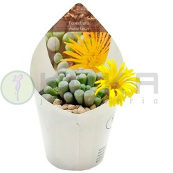 Cactus fenestraria aurantiaca
