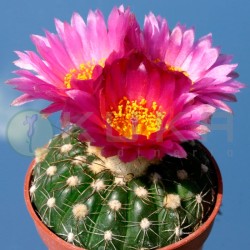 Cactus notocactus...