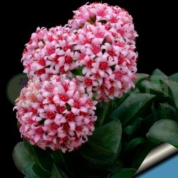 Crassula springtime