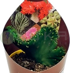 Euphorbia leucodendron...