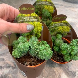 Euphorbia green elf cristata