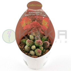 Adromischus marianea red coral