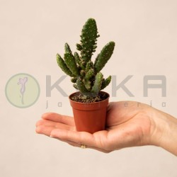 Opuntia tuna juveniel