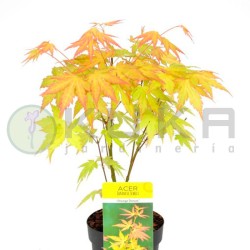 Acer palmatum orange dream