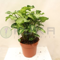 Syngonium arrow