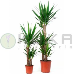 Yucca elegans