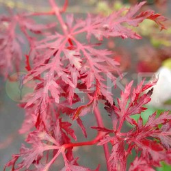 Acer palmatum emerald lace