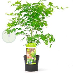 Acer palmatum going green