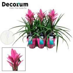 Guzmania amira