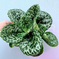Streptocarpus pretty turtle