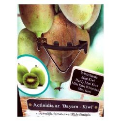 kiwiño arguta bayern