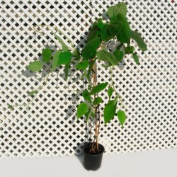Kiwi autofertil