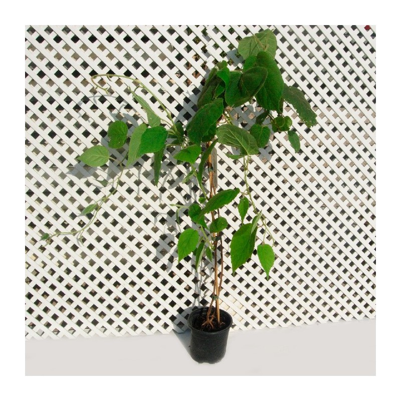 Kiwi autofertil