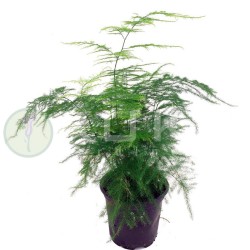 Asparragus Setaceus Plumosa