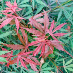 Acer palmatum  jerre schwartz