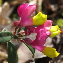 Polygala Chamaebuxus