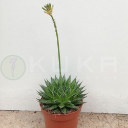 Aloe arborescens magic
