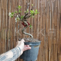Pre-bonsái malus sp.