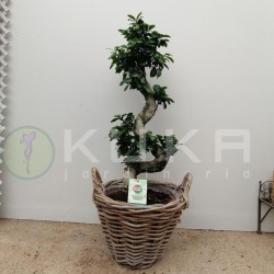 Ficus ginseng curvo