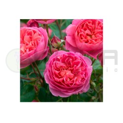 Rosal Boscobel