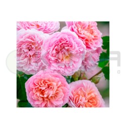 Rosal Eustacia Vye